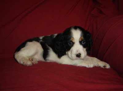 Puppies in BAY MINETTE